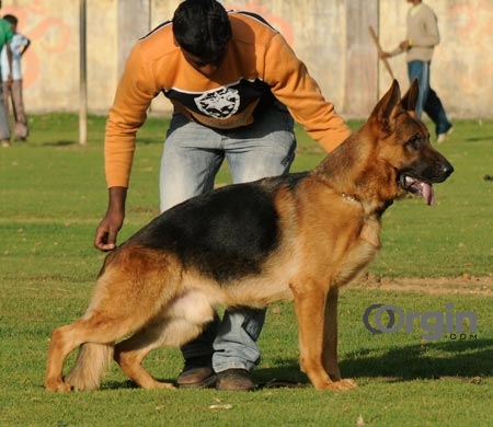 Jerman Seaford Dogs Price In India ~ wow