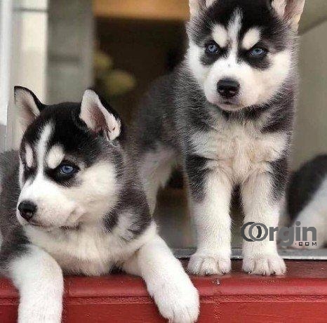CERTIFIED KCI SIBERIAN HUSKY PUPPIES FOR SAE