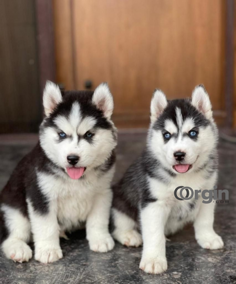 Certified KCI Siberian Husky Puppy Available