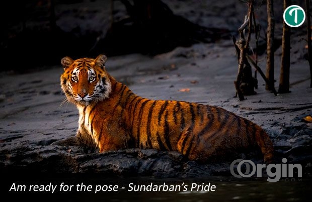 Sundarban Package Tour from Kolkata