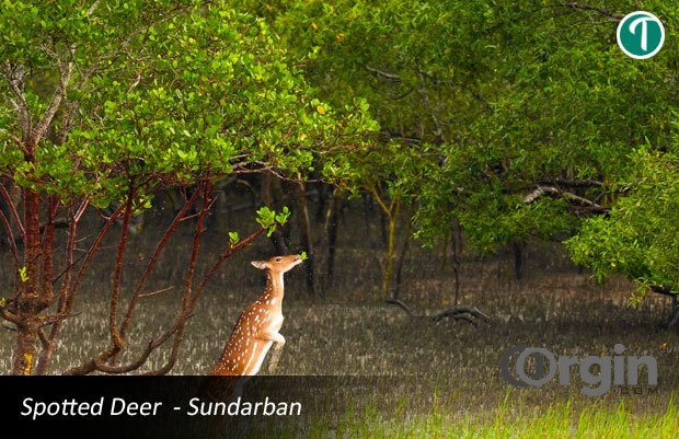 Sundarban Package Tour from Kolkata 