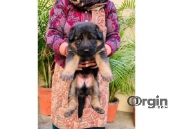 Jerman Seaford Coated Puppies For Sale Taskeen Kennel