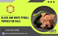 Black and White Pitbull Puppies For Sale