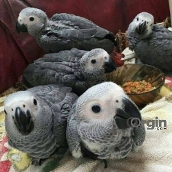 Talking Congo African Grey, Macaws Parrots for sale
