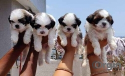 Purebreed Shih Tzu Puppies For Sale