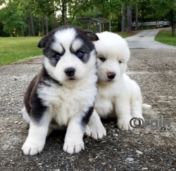 Cute and adorable husky puppies for adoption 