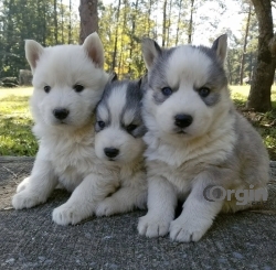 Cute and adorable husky puppies for sale 