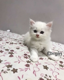 Persian Kitten for sale in Lucknow