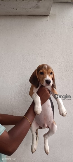 Beagle Puppies for Sale 3 No
