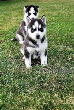 Gorgeous Huskies male and Female Puppies Available